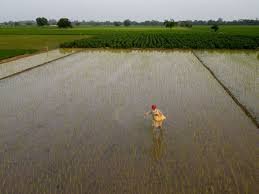 भारतीय किसान उच्च मूल्य वाली फसलों की खेती से किसानों की आय बढ़ाने के प्रयास कर रहे हैं।